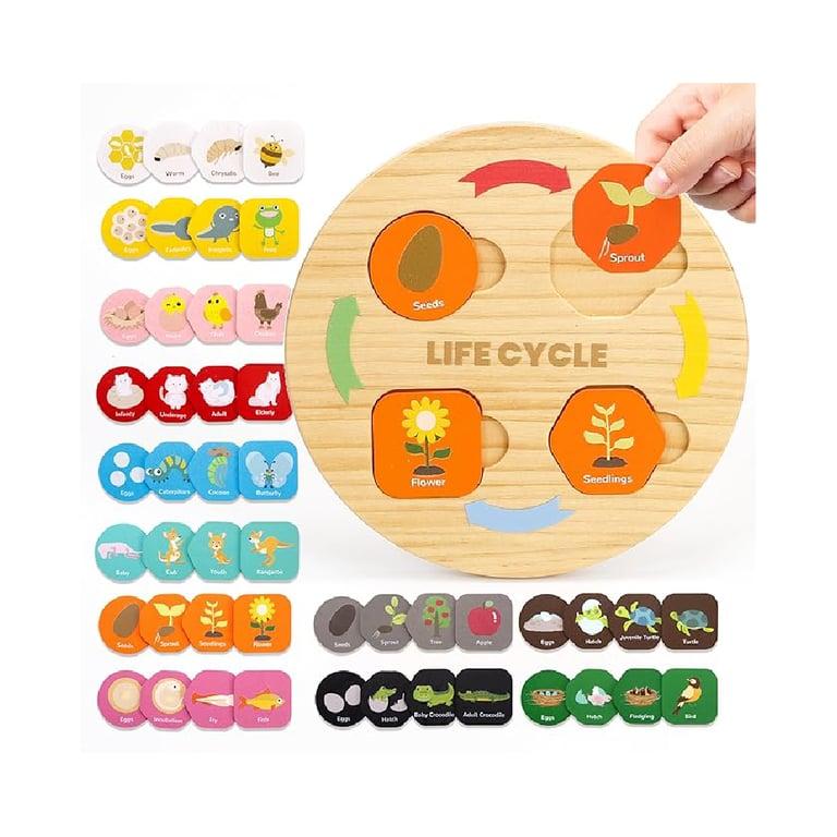 Montessori Woodtoe Life Cycle Toys for Kids