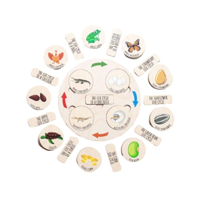 Montessori Fistik Puzzle Life Cycle Tray Puzzle Only