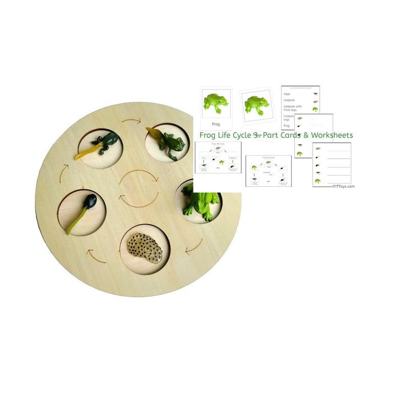 Montessori IFIT Models of Frog Life Cycle With Demo Tray and PDF Cards