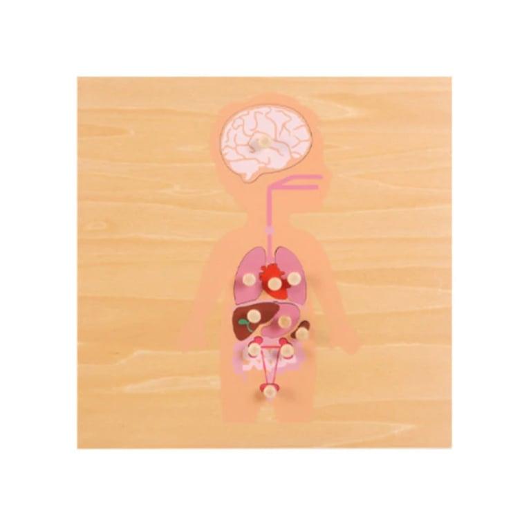 Montessori BippityBoppityBoo Wooden Pull Puzzles Human Organ